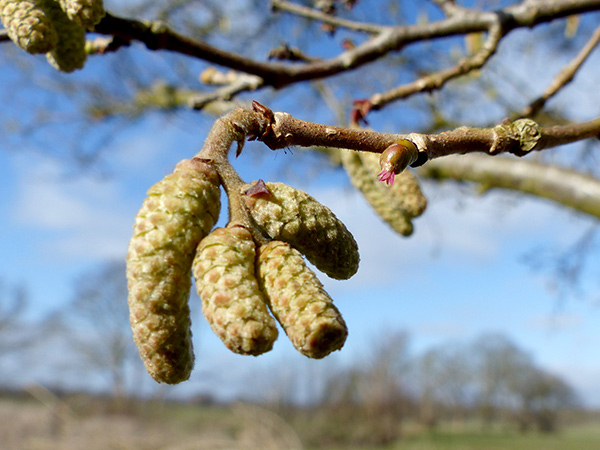 Frühling 3